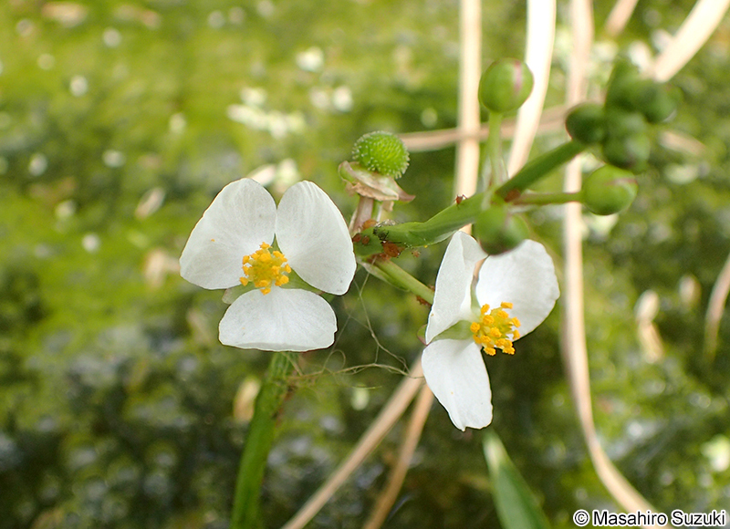 オモダカ Sagittaria trifolia