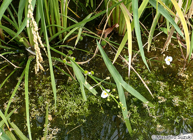 オモダカ Sagittaria trifolia