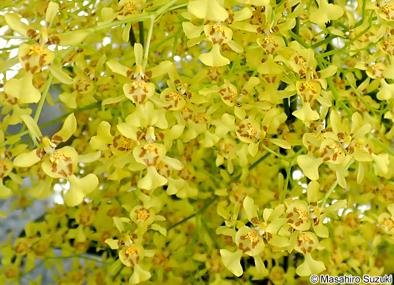 Oncidium obryzatum