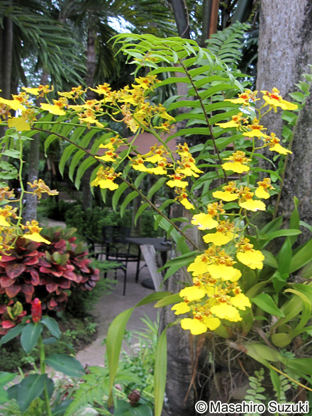 オンシディウム Oncidium