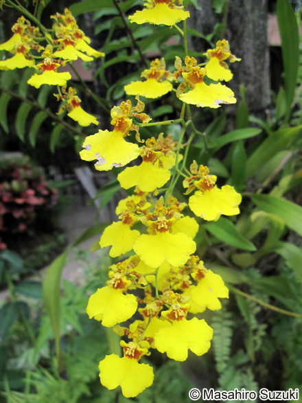 オンシディウム Oncidium