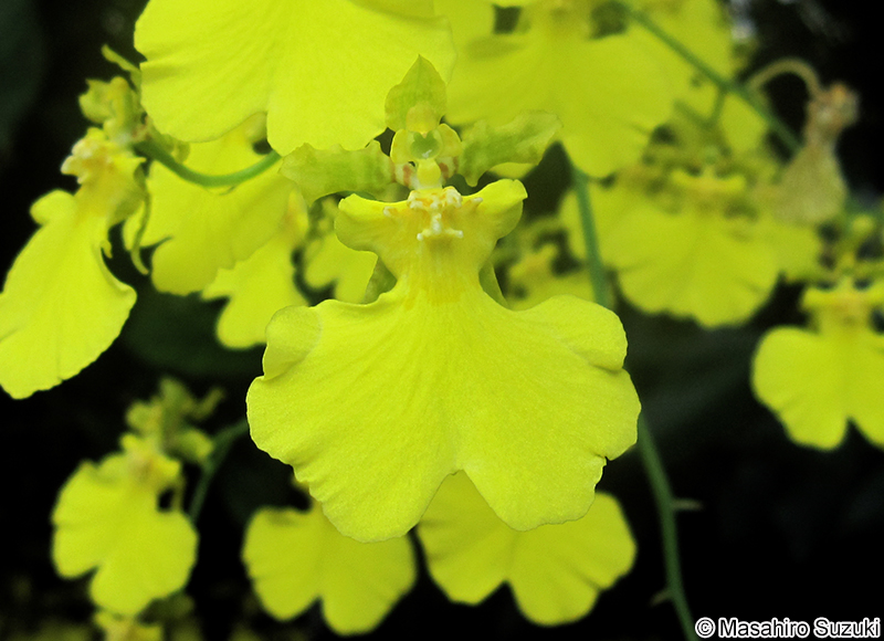 オンシディウム Oncidium