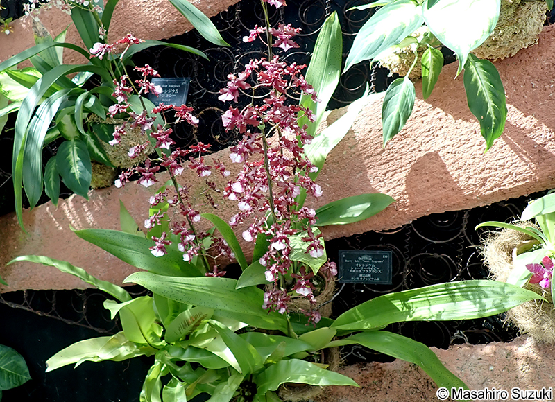 Oncidium Sharry Baby