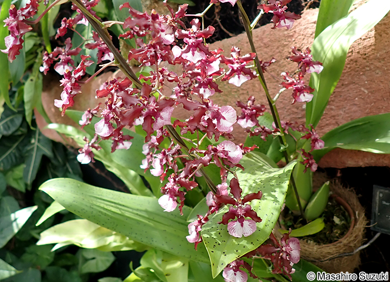 Oncidium Sharry Baby