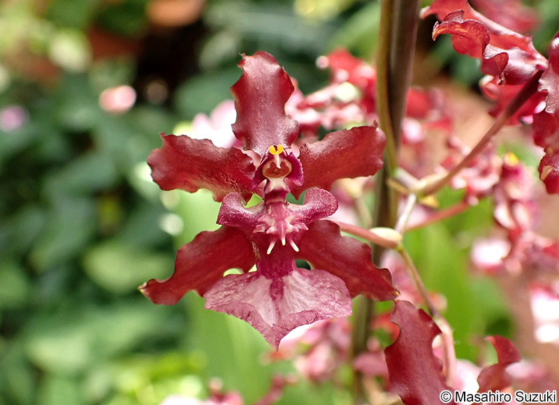 Oncidium Sharry Baby
