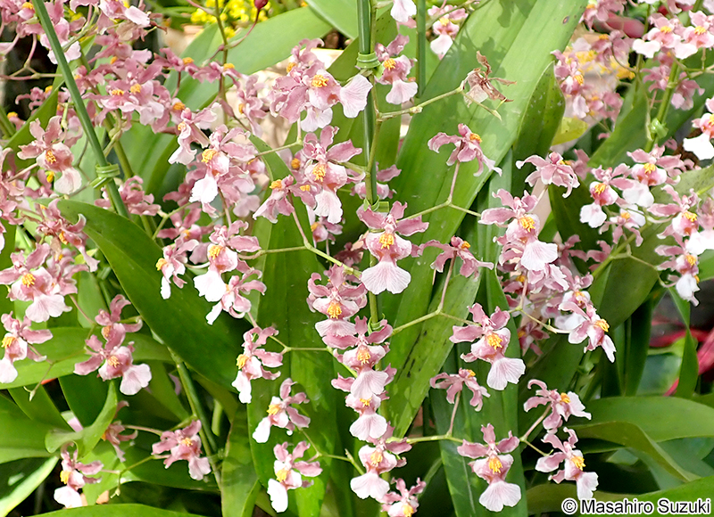 Oncidium Rose