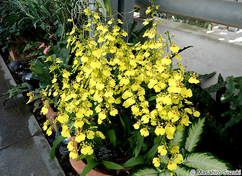 アロハ・イワナガ 'Aloha Iwanaga'