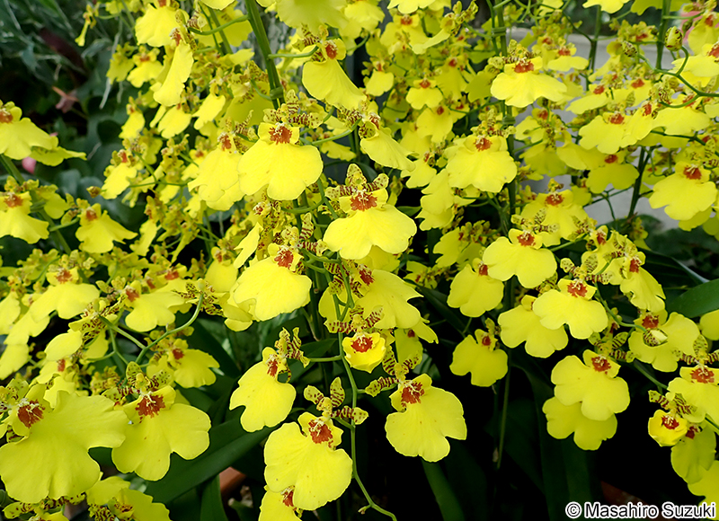 アロハ・イワナガ 'Aloha Iwanaga'