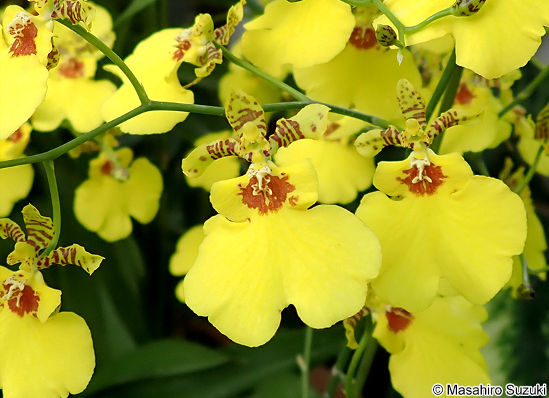 アロハ・イワナガ 'Aloha Iwanaga'