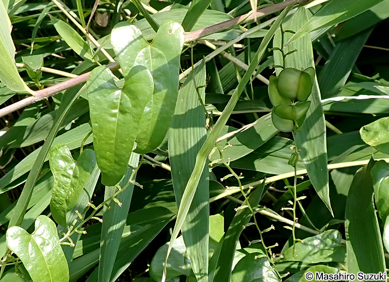 オニドコロ Dioscorea tokoro