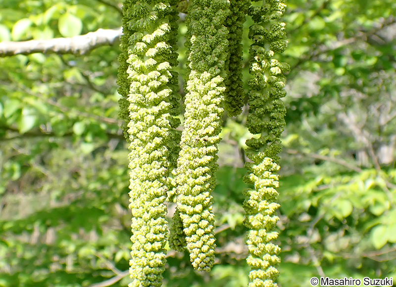 オニグルミの雄花序