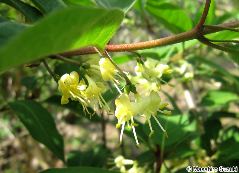 オニヒョウタンボク Lonicera vidalii