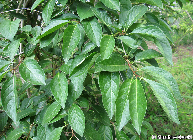 オニヒョウタンボク Lonicera vidalii