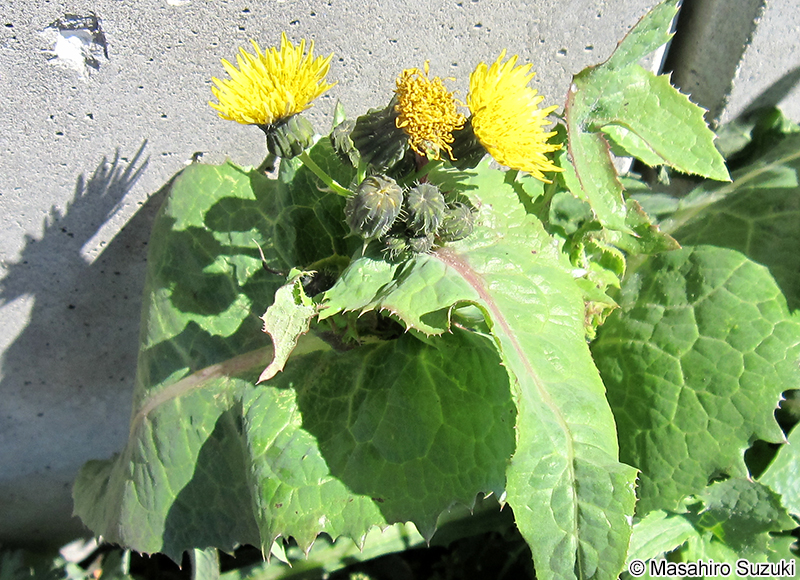 オニノゲシ Sonchus asper