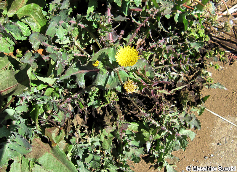 オニノゲシ Sonchus asper