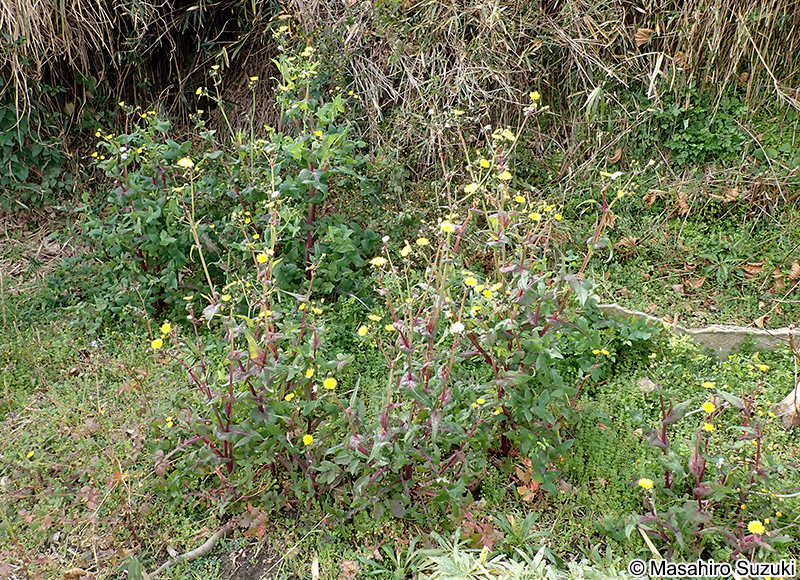 アイノゲシ Sonchus oleaceo-asper