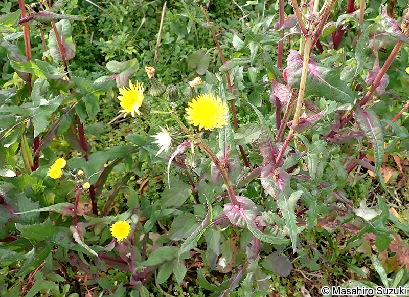 アイノゲシ Sonchus oleaceo-asper