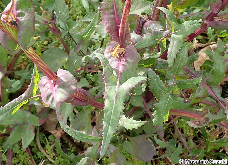 アイノゲシ Sonchus oleaceo-asper