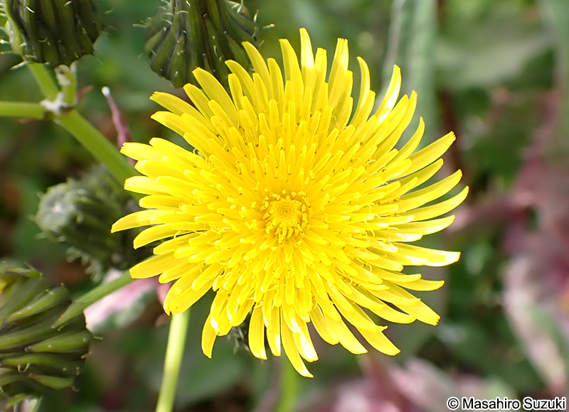 アイノゲシの花