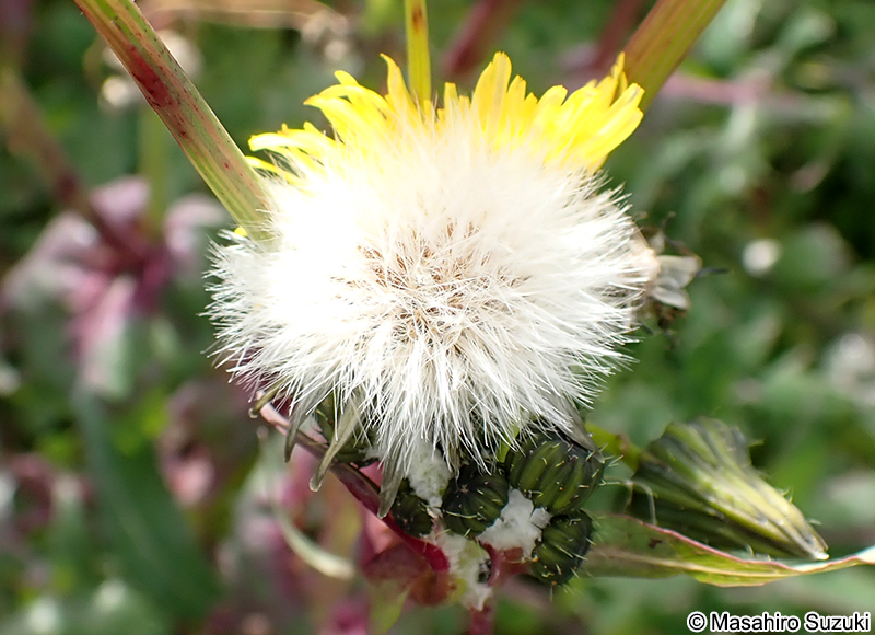 アイノゲシの綿毛