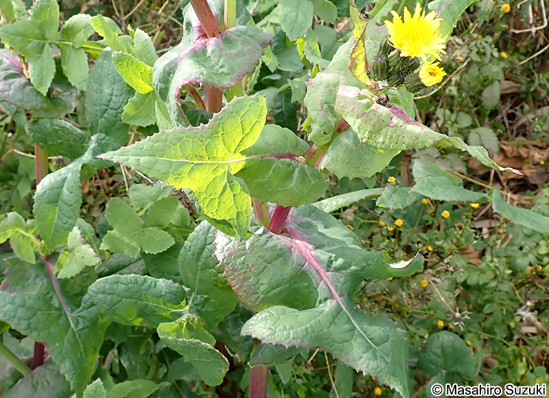 アイノゲシ Sonchus oleaceo-asper