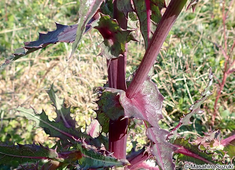 オニノゲシ Sonchus asper