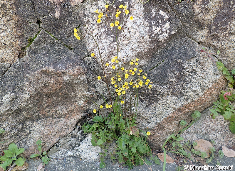 オニタビラコ Youngia japonica