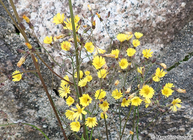 オニタビラコ Youngia japonica