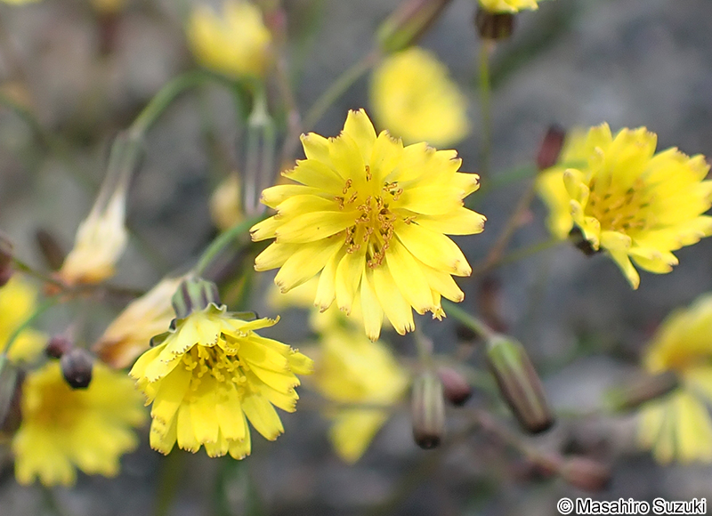 オニタビラコ Youngia japonica