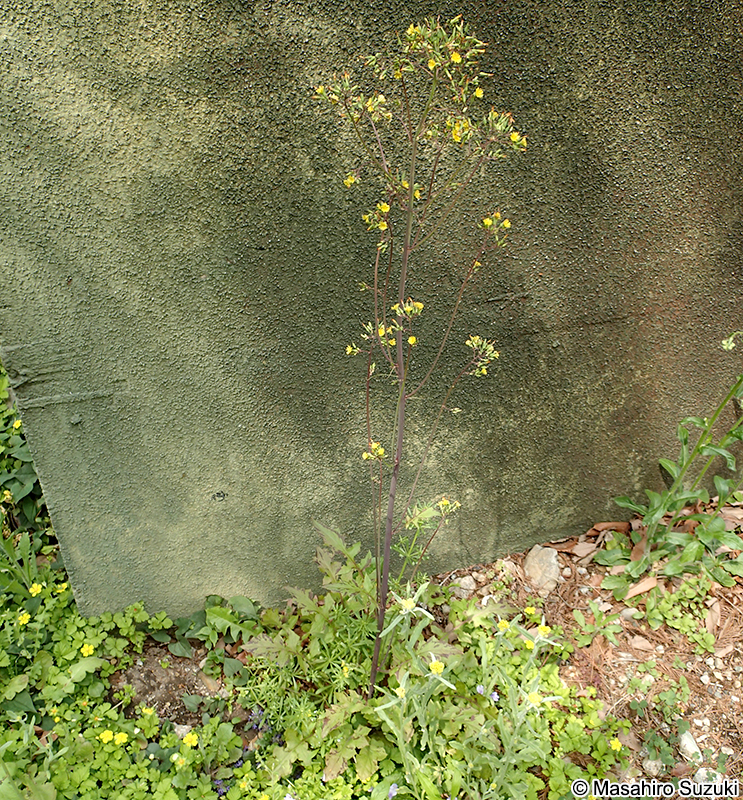 オニタビラコ Youngia japonica