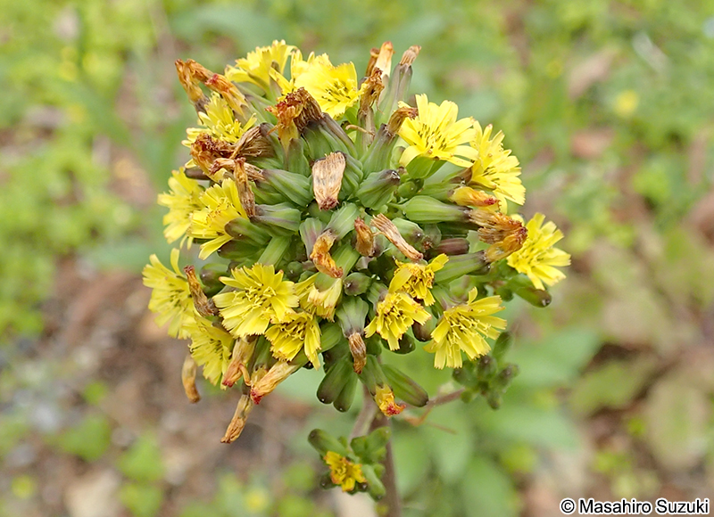 オニタビラコ Youngia japonica