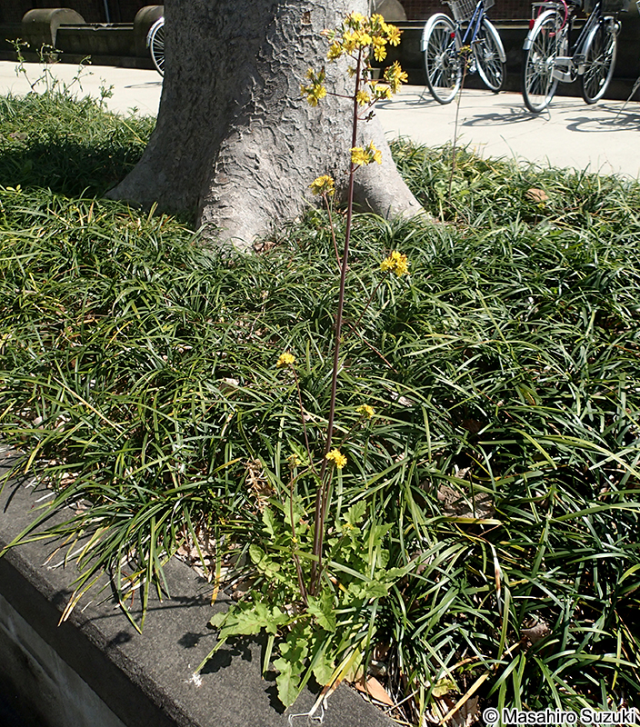 オニタビラコ Youngia japonica