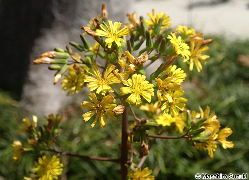 オニタビラコの花