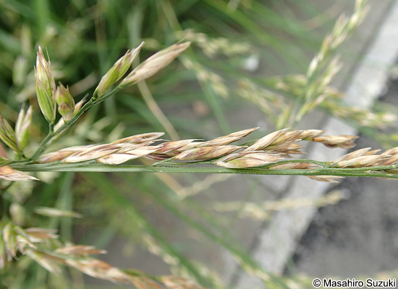 オニウシノケグサの小穂