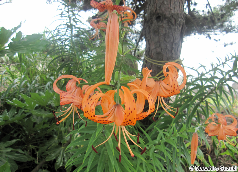 オニユリ Lilium lancifolium