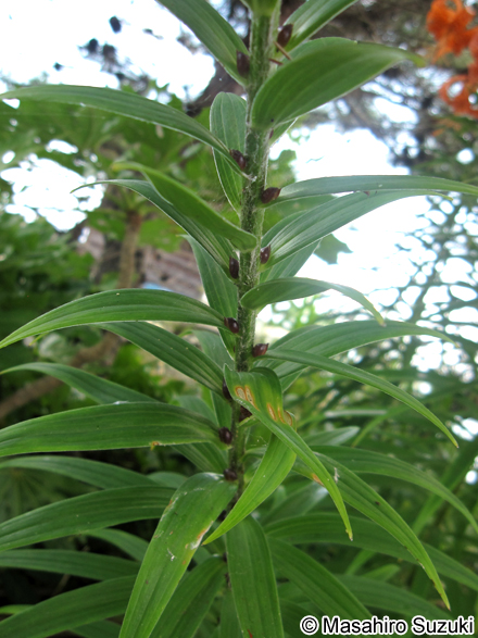 オニユリ Lilium lancifolium