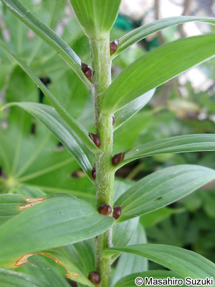 オニユリの珠芽（むかご）