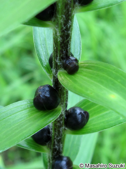 オニユリの珠芽（むかご）