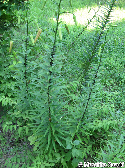 オニユリ Lilium lancifolium
