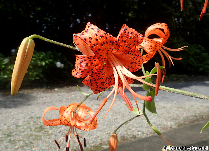 オニユリ Lilium lancifolium