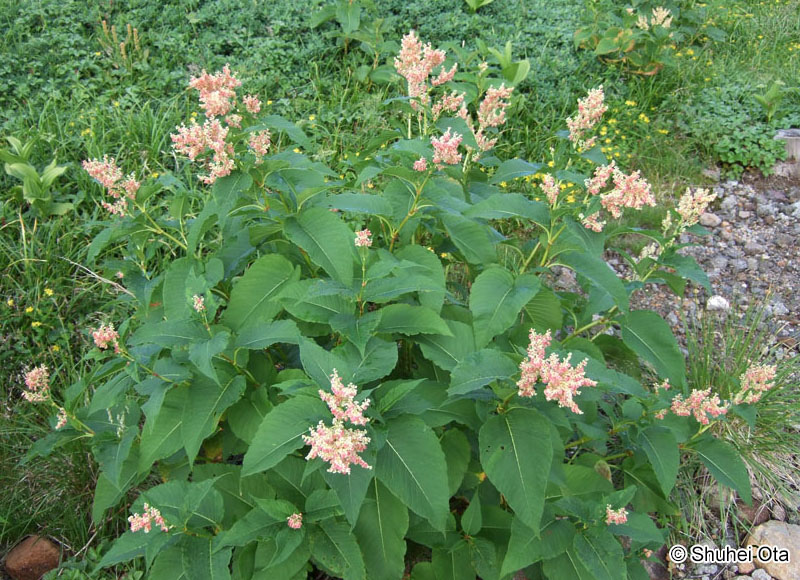 オンタデ Aconogonon weyrichii var. alpinum