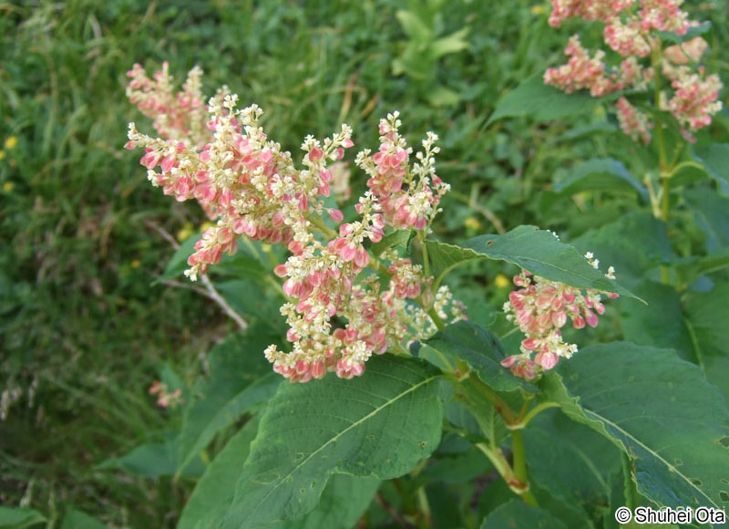 オンタデ Aconogonon weyrichii var. alpinum