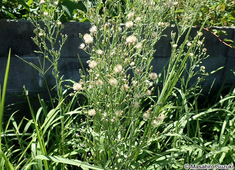 オオアレチノギク Erigeron sumatrensis