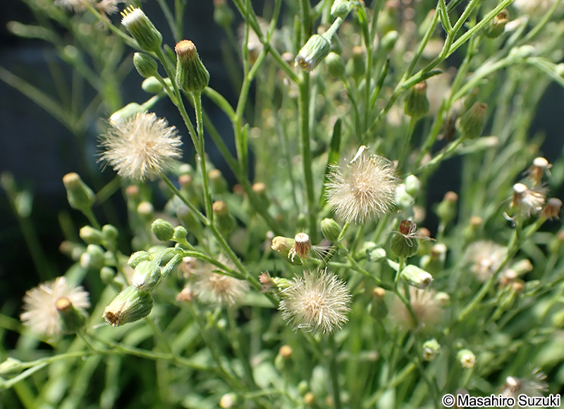 オオアレチノギクの綿毛