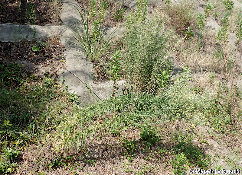 オオアレチノギク Erigeron sumatrensis
