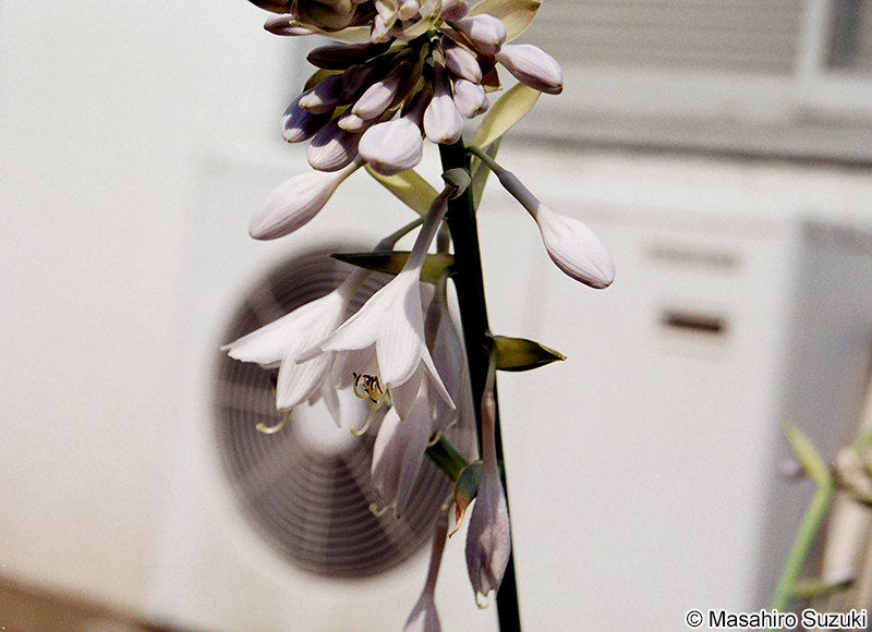 オオバギボウシ Hosta sieboldiana