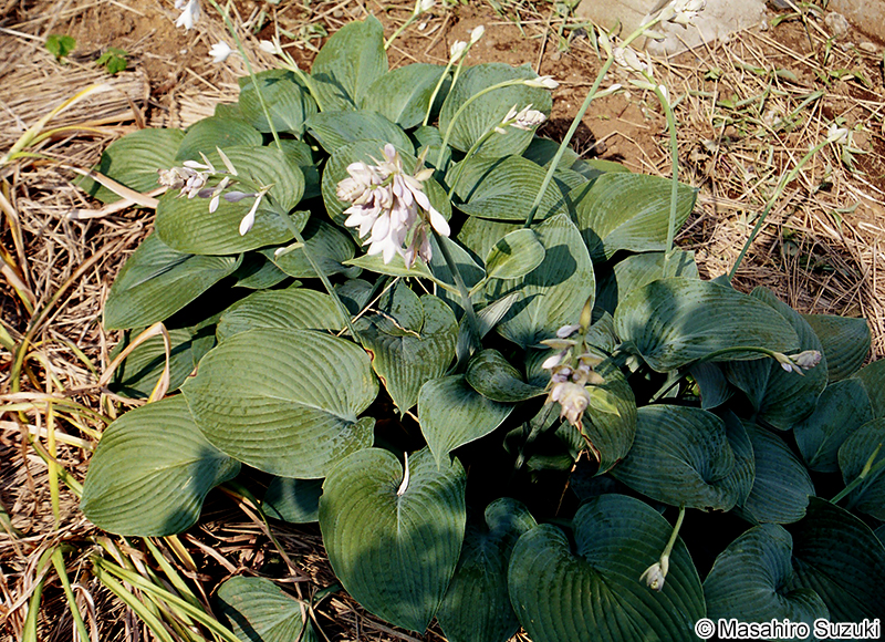 オオバギボウシ Hosta sieboldiana
