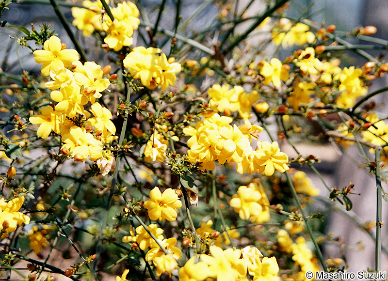 オウバイ Jasminum nudiflorum