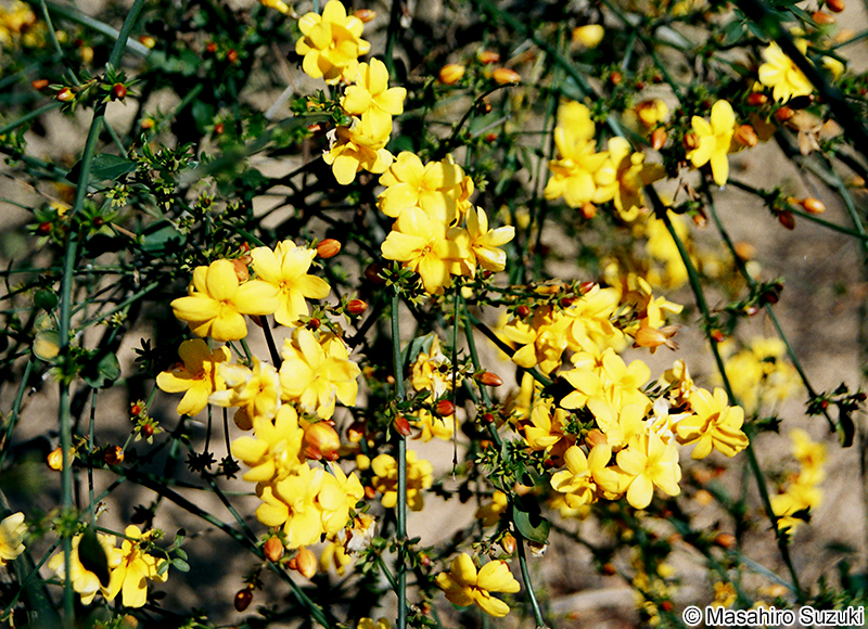 オウバイ Jasminum nudiflorum