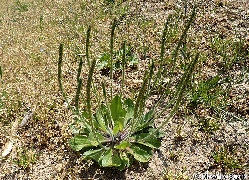 オオバコ Plantago asiatica